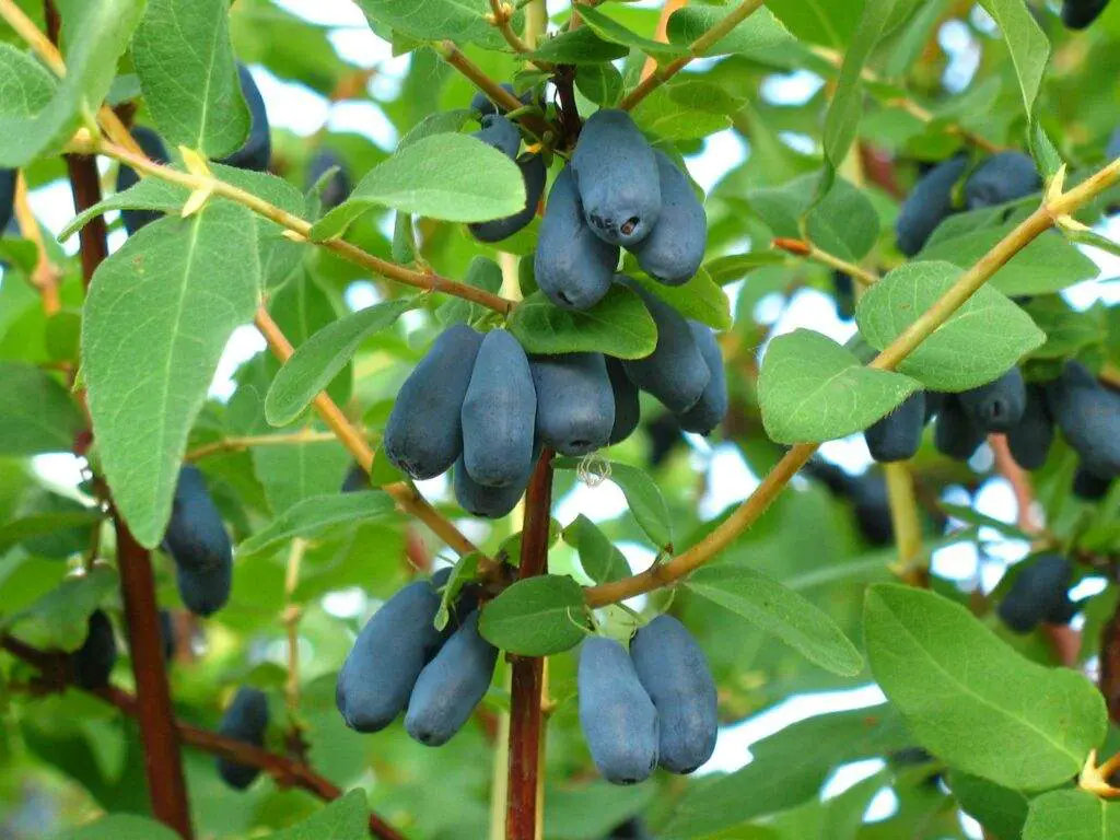 growing-honeyberries