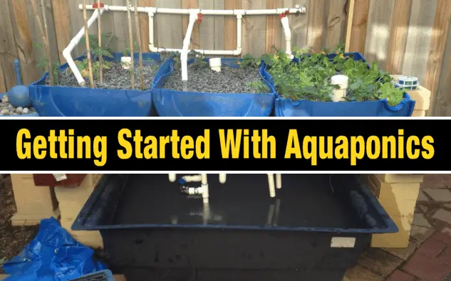 DIY Aquaponics Projects For Beginners