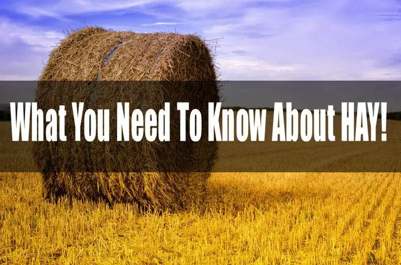 Understanding Hay Quality