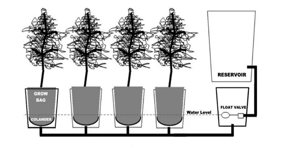 self-watering-tomato-buckets.png