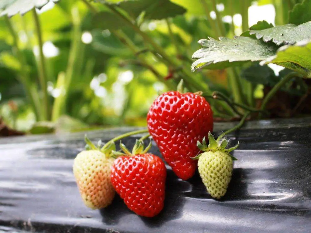 8 Survival Super Foods You Need To Be Growing