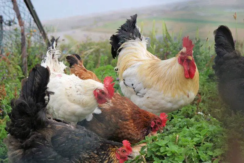 5 Best Chicken Breeds for Laying Eggs
