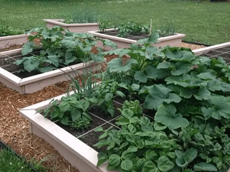 How to Build a Raised Garden Bed for Cheap