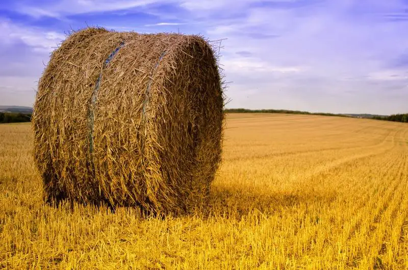 Understanding Hay Quality