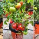 Make Your Own Self Watering Tomato Buckets