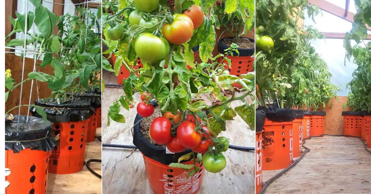 Make Your Own Self Watering Tomato Buckets