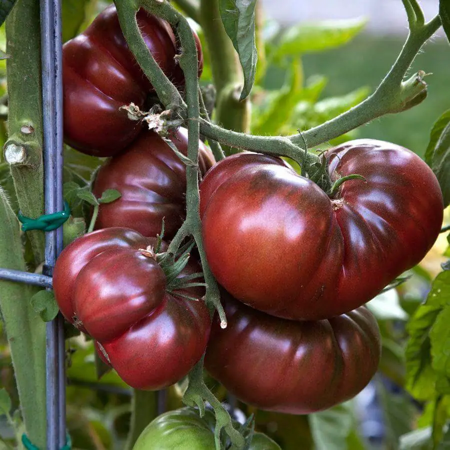 Top 10 Heirloom Tomatoes You Must Grow