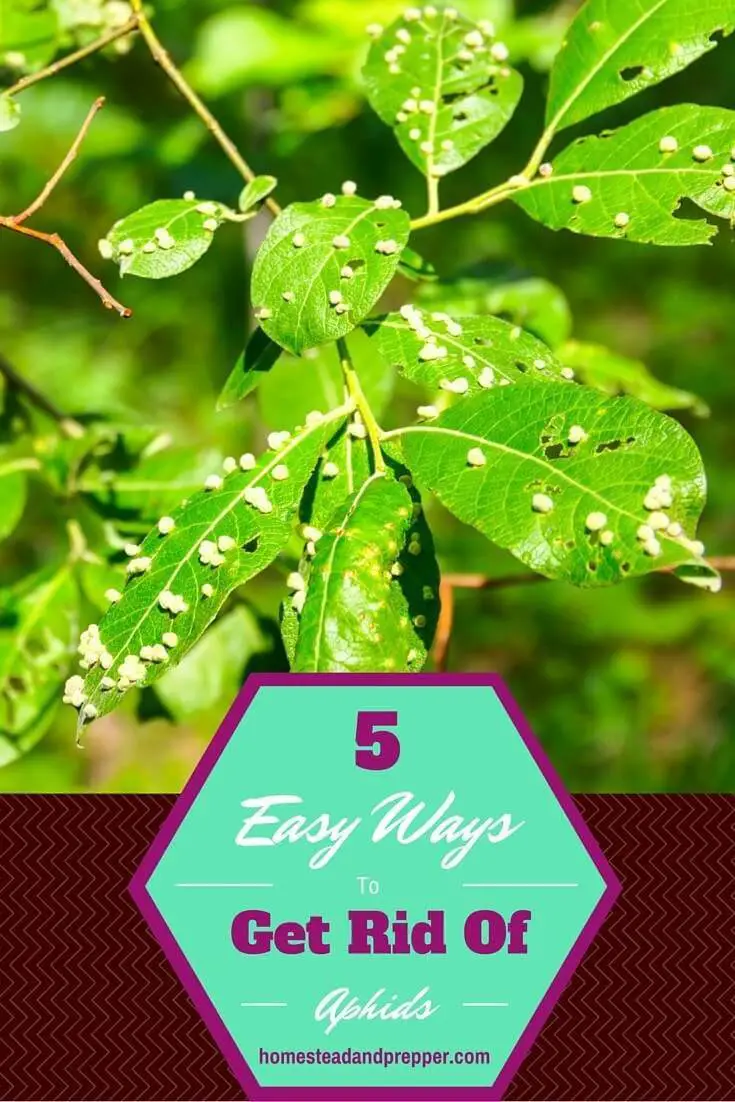 5 Easy Ways to Get Rid of Aphids for Good