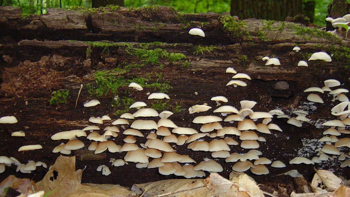 Mushroom Log
