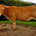 Advantages And Disadvantages Of Gelbvieh Cattle
