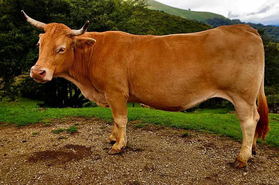 Advantages and Disadvantages of Gelbvieh Cattle