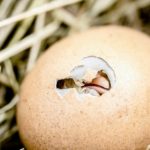 Chick Hatched With Yolk Sac Attached – Why?