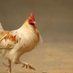 Causes Of Chicken Waddling + Home Remedies
