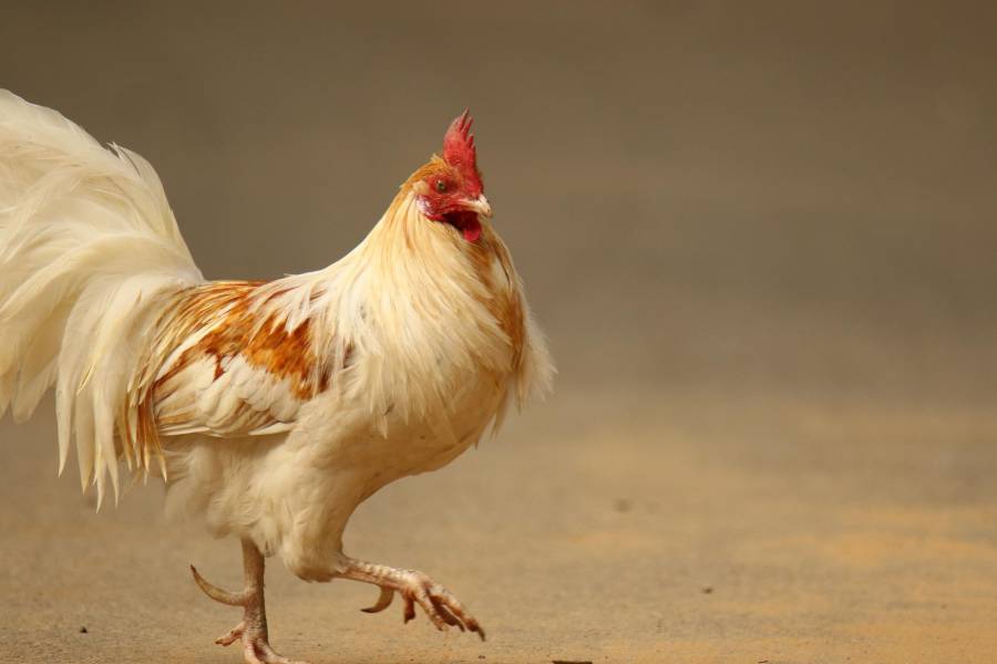 Chicken waddling and its home remedies