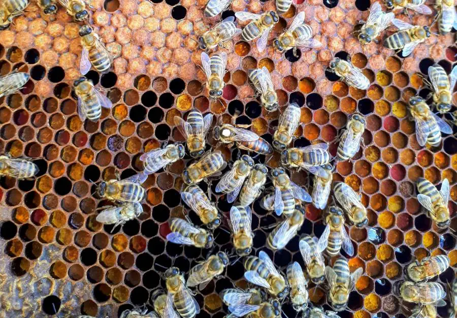 Colony collapse disorder causes