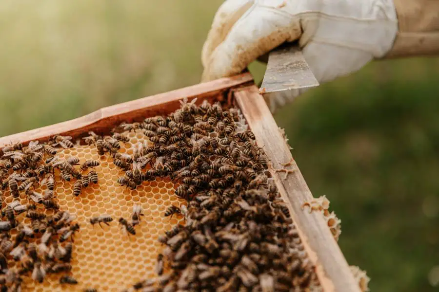 Colony collapse disorder prevention