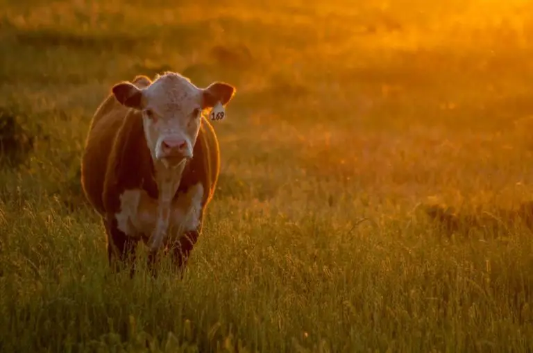 Best Ways To Fatten A Steer For Slaughter Homestead & Prepper