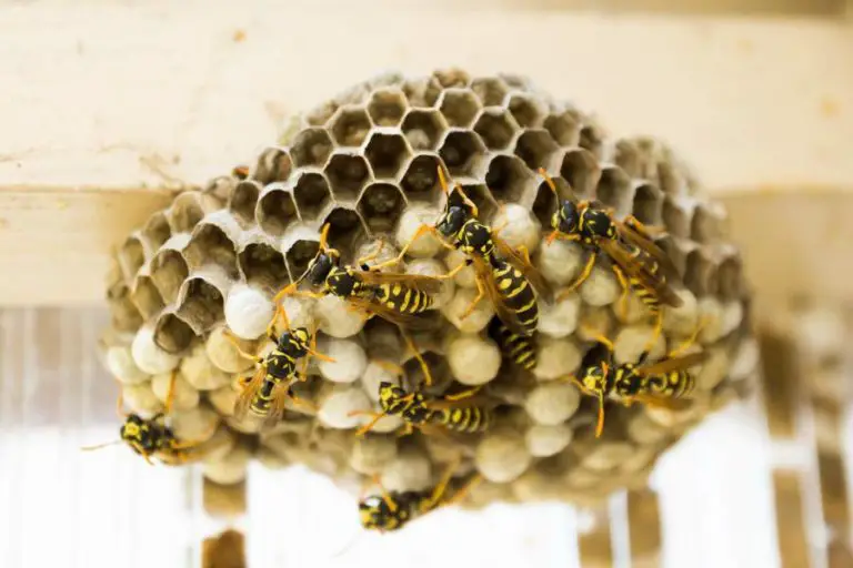 How To Get Rid Of Bees Nest In Wall Cavity - Homestead & Prepper