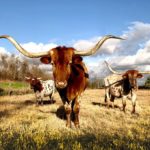 Best Ways To Fatten A Steer For Slaughter