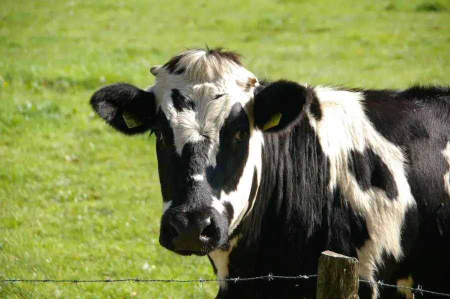 Ringworm Treatment in Cattle