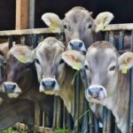 Ringworm Treatment In Cattle