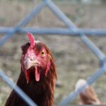 Best Ways To Keep Chickens From Flying Over Fence