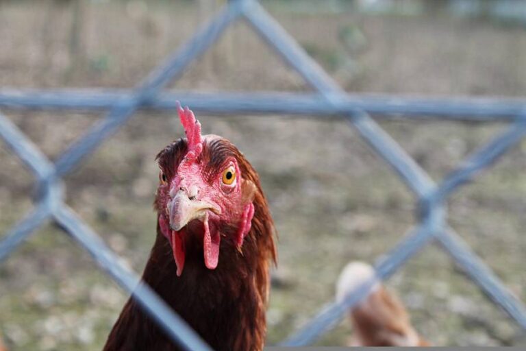 best-ways-to-keep-chickens-from-flying-over-fence-homestead-prepper