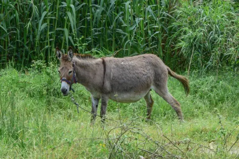 5 Common Donkey Hoof Problems Homestead & Prepper