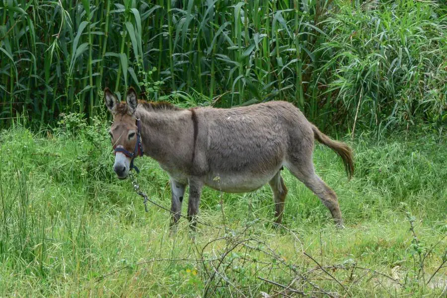 Common Donkey hoof problems