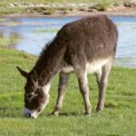 5 Common Donkey Hoof Problems