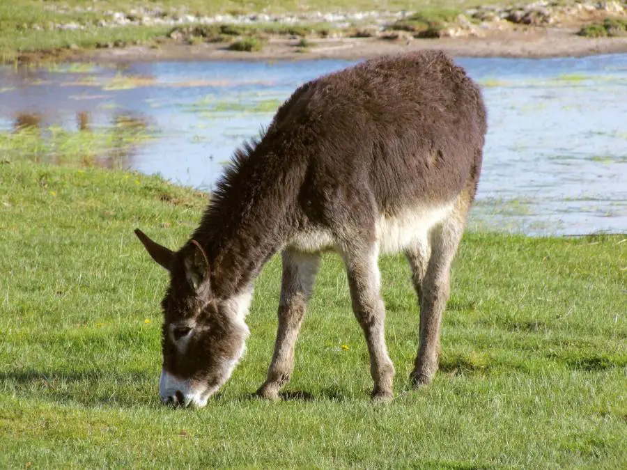 Donkey hoof problems explained