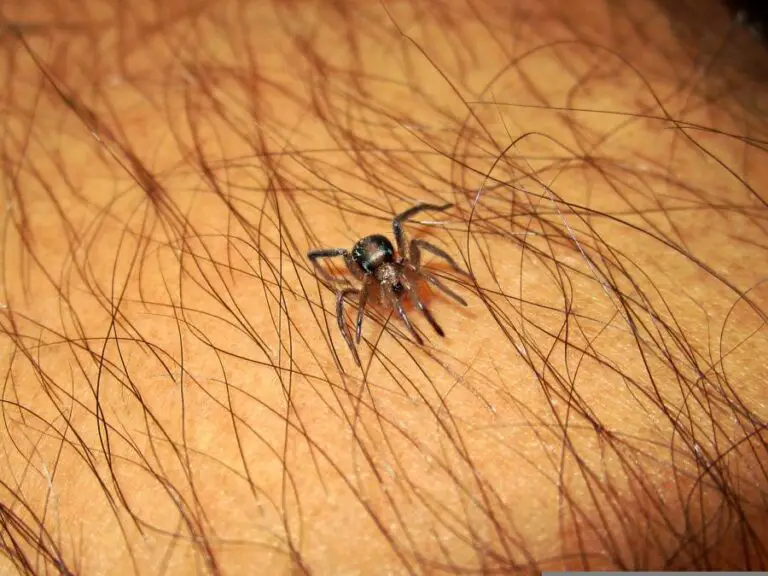 How To Draw Poison Out Of A Spider Bite Homestead & Prepper