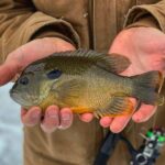 Georgia Giant Bream - All You Need to Know