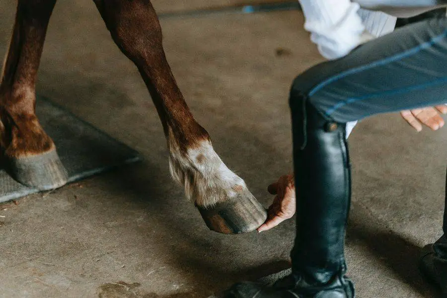 Horse Hoof Trimmed Too Short What Now? Homestead & Prepper