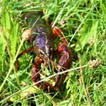 How to Get Crawfish Out of Their Holes - Best Ways