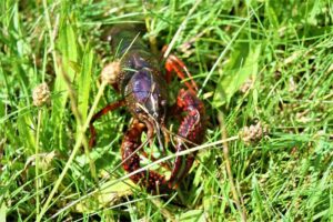 How to Get Crawfish Out of Their Holes Best Ways