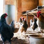 LA 200 for Chickens – Things You Need To Know