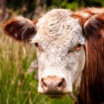 WD-40 For Pink Eye In Cattle – Myths Busted