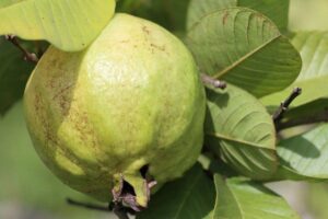 Can Goats Eat Guava – All You Need to Know