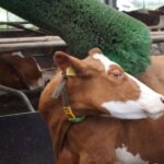 Homemade Cattle Scratcher – Full Guide