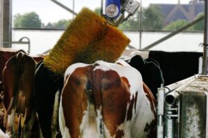 Homemade Cattle Scratcher – Full Guide 