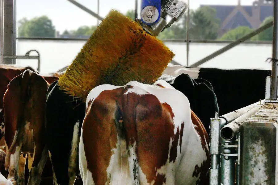 Homemade Cattle Scratcher Full Guide Homestead & Prepper