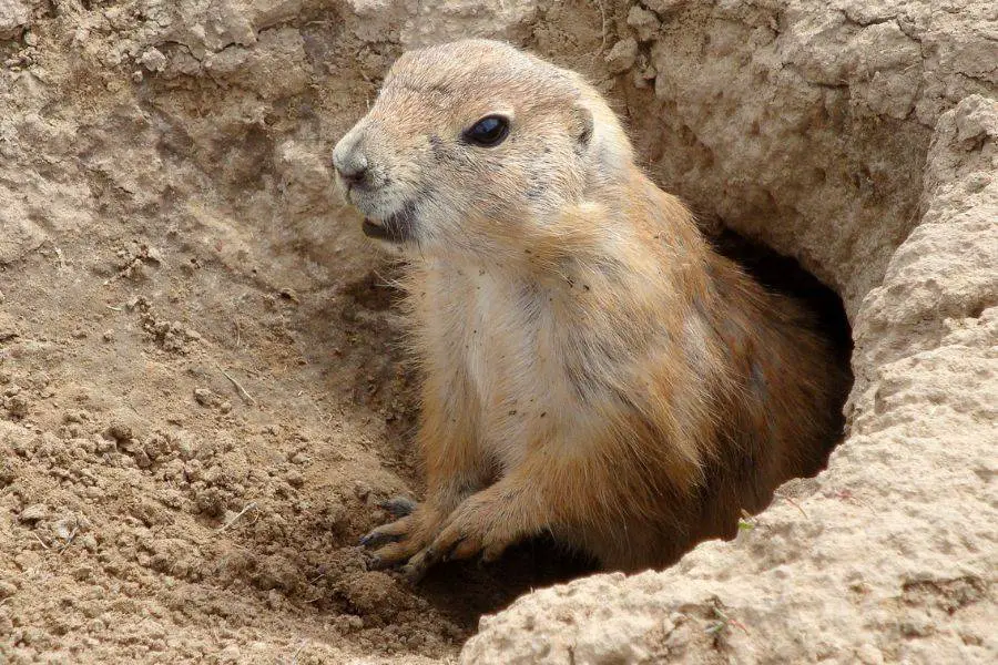 How to Call a Groundhog Out of Its Hole – Full Guide