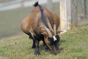 Pregnant Goat Pooch Test – All You Need to Know 