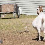 Pregnant Goat Pooch Test Explained