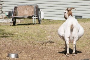 Pregnant Goat Pooch Test – All You Need to Know