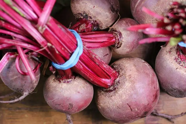 Sugar Beets vs. Turnips for Deer Homestead & Prepper