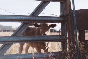 Cattle Panel vs Hog Panel An In-Depth Comparison