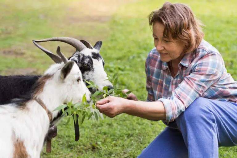 Как ухаживать за козами. Что едят козы. Человек коза. Фермер девушка с козами. Кормление коз.