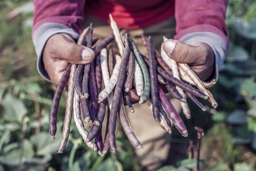 The Comprehensive Guide to Drying Purple Hull Peas